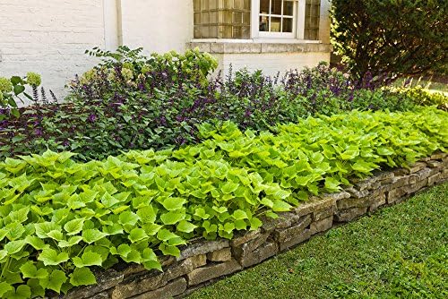 American Plant Exchange Lime Sweet Potato Vine – 6-Inch Pot – Live Trailing Foliage Plant, Fast-Growing Ornamental Vine for Hanging Baskets, Patio Containers & Garden Borders - Image 2
