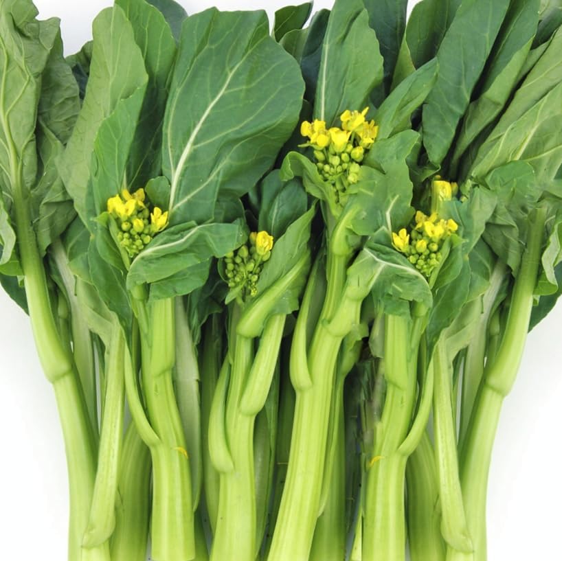 70D Improved Green Yu Choy Sum Seeds - 15,000+ Count - for 2026 Planting 70D Improved Green Flowering Cabbage Bok Choy Chinese Broccoli CAI Tai USA Asian Vegetable Grow Your Own Home by TomorrowSeeds