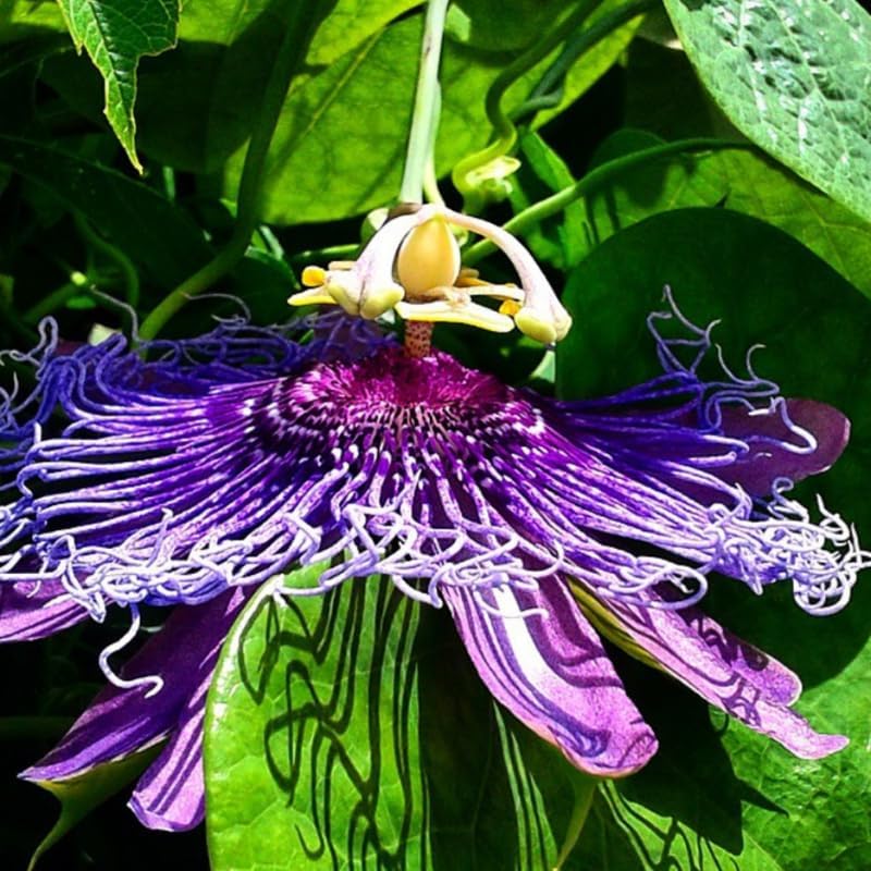 2 Deep Purple Passion Flower Live Plants, Passiflora Vine to Grow 5-7" Tall - Image 2