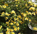 Lady Banks Yellow Climbing Rose - Live Plant - Quart Pot by New+Life+Nursery+%26+Garden