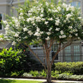 White Crape Myrtle Tree - 6-12" Tall Live Plant - Quart Pot by Unknown