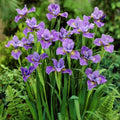 Eden Brothers Siberian Iris Roots - Purple by EdenBrothers