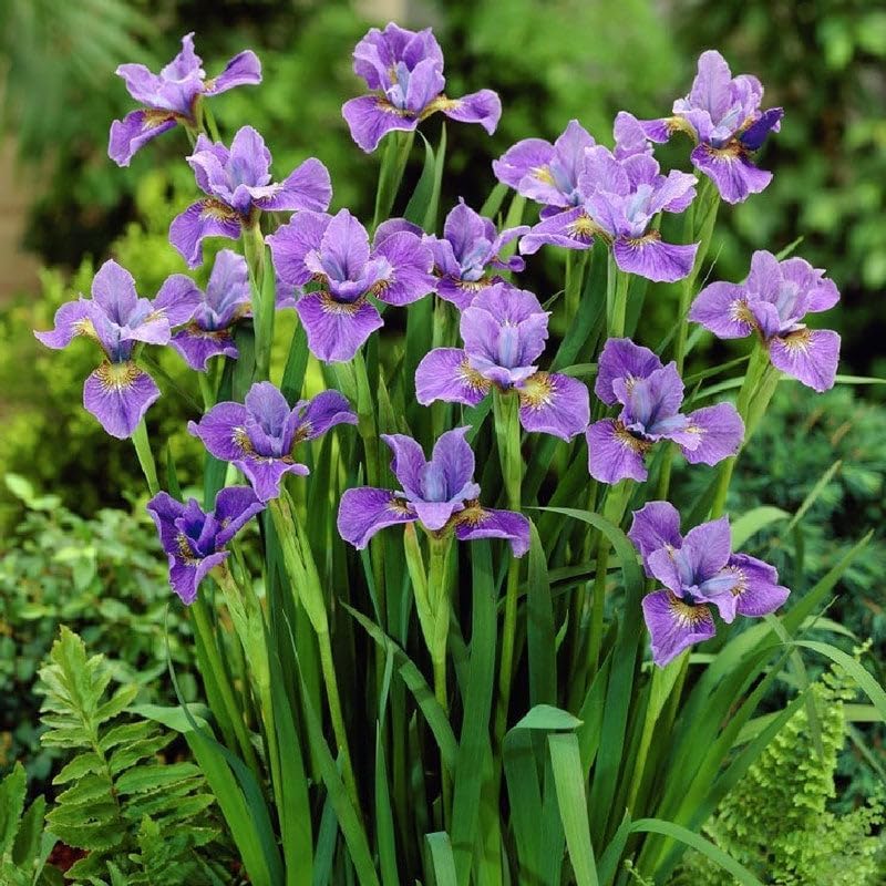 Eden Brothers Siberian Iris Roots - Purple by EdenBrothers