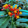 2 Tropical Milkweed Live Plants, Well-Rooted Starter Plant, 4-7 Inches by UIOTER