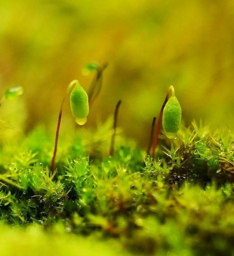 Moss Ground Cover Plant Seed - 1000 Pcs Seeds - Image 4