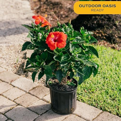 Costa Farms Hibiscus, Live Outdoor Plant, Easy Care, Home Decor - Image 4