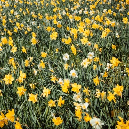 100 Mixed Daffodil Bulbs – Bulk Pack of Spring-Blooming Narcissus – Deer Resistant & Cold Hardy – Easy Fall Planting - Plant in Gardens, Borders & Flowerbeds - Willard & May - Image 2