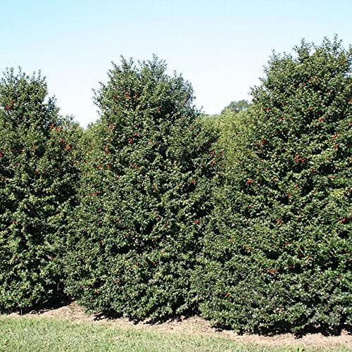 Monrovia Red Beauty Holly, Live Evergreen Shrub, 3 Gallon - Image 4