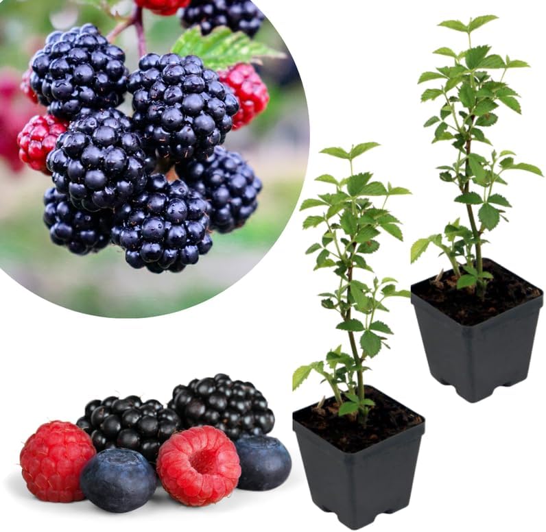 2 Fast Growing BlackBerry Plants Live for Planting, High Yielding, Sweet Juicy Berries for Your Garden, 4-6" in Tall, Cold Hardy, Dormant in Winter, No Pot by Unknown