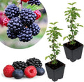 2 Fast Growing BlackBerry Plants Live for Planting, High Yielding, Sweet Juicy Berries for Your Garden, 4-6" in Tall, Cold Hardy, Dormant in Winter, No Pot by Unknown