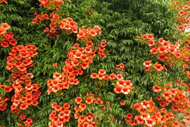 Trumpet Vine - Campsis radicans - 4" Pot with Root 100% Survival Guaranteed - Image 5