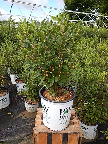 Proven Winners - Ilex verticillata Berry Heavy Gold (Winterberry) Shrub, gold berries, #2 - Size Container - Image 2