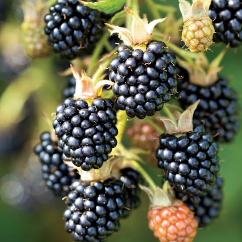 2 Navaho BlackBerry Plants Live, Backyard Berry Plant, 4-6 Inch Tall - Image 6