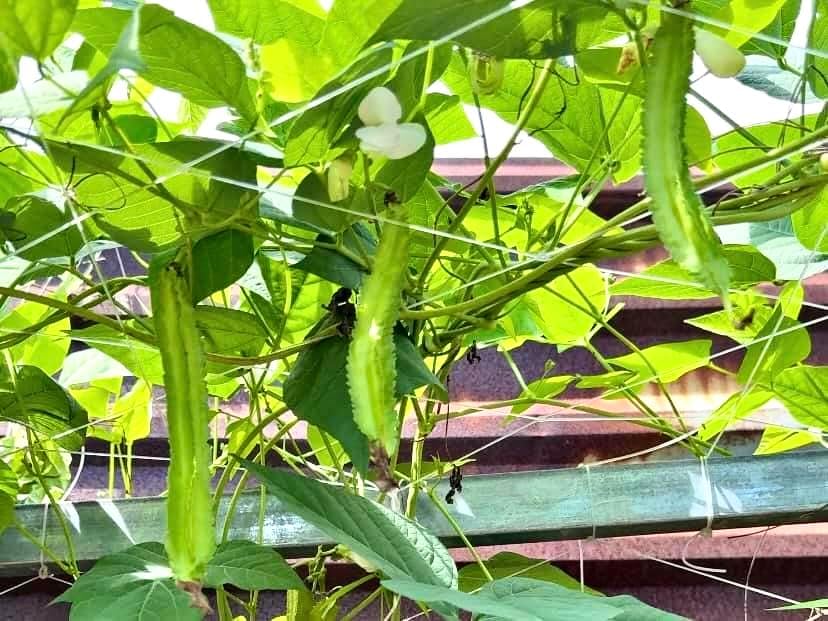 100+ Premium Winged Bean Seeds – Easy to Grow Dragon, Goa & Manila Varieties – Heirloom Non-GMO High-Yield Vegetable Seeds for Home Gardens & Backyard Planting - Image 6