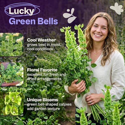 SVI 250 Bells of Ireland Seeds (Moluccella laevis) – Irish Bell Seed Packets, Green Bell – Cut Annual Flower Seeds Packets for Fresh or Dried Arrangements, Flower Garden, Containers, Outdoor Garden - Image 3