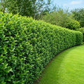 10 Wax Leaf Privet Shrubs - 6-10" Tall Live Plants - Quart Pots by Unknown