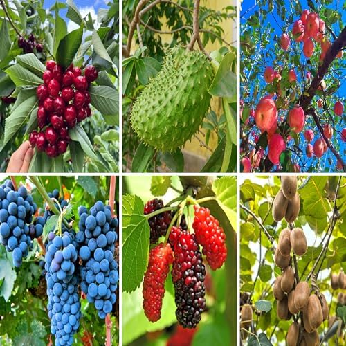 Mixed Fruits Seeds Pack for Planting, 430+pcs Grapes Apples Kiwis Jackfruit Mulberries Cherries Seeds, Non-GMO Heirloom Sweet Edible Juicy Fruits Flowers Plant in Your Home Garden - Image 3