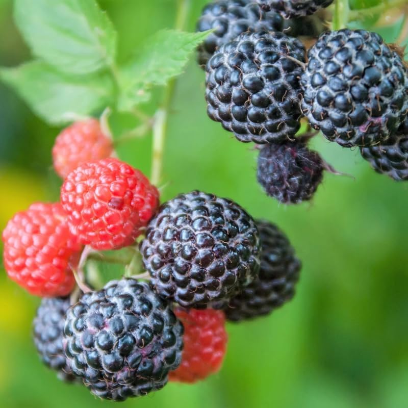 Black Raspberry Live Plant Potted 1-2 Years Old, Berry Bush - Image 5