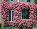 Peggy Martin Climbing Rose - 10-16" Tall Live Plant - Gallon Pot by Unknown
