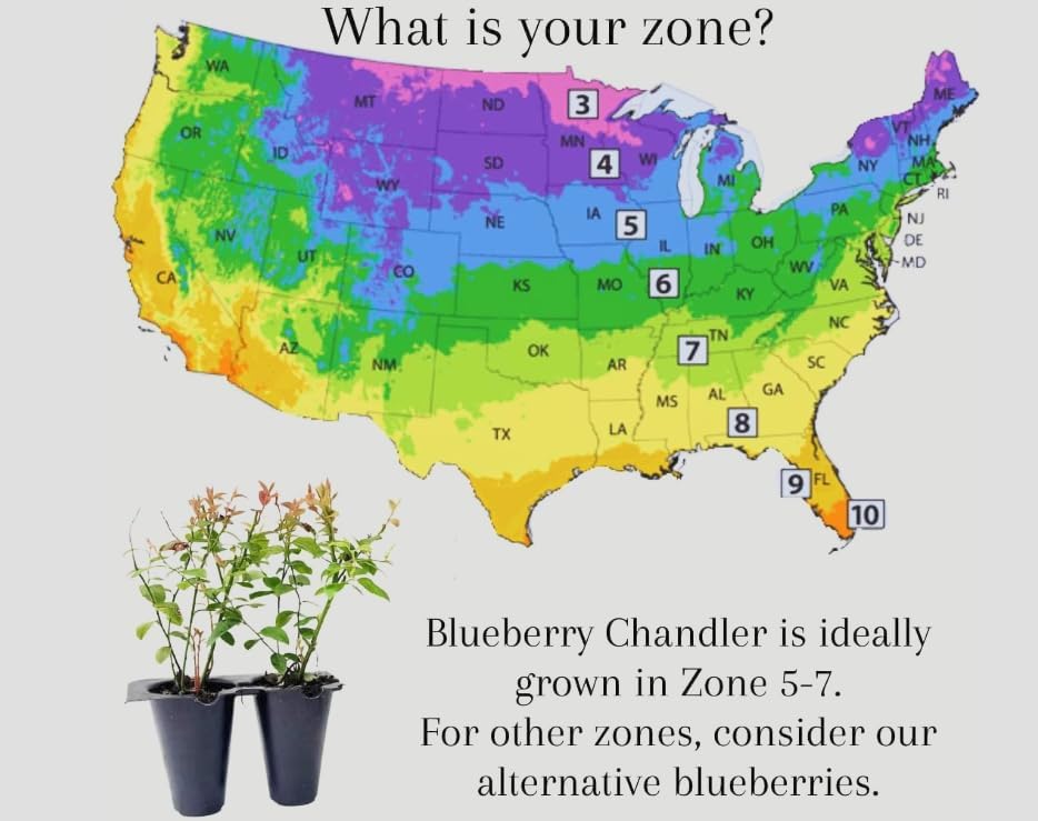 Vaccinium corymbosum ‘Chandler’ Highbush Blueberry Live Plants – Edible Fruit Bearing Berry Bush – Container Grown Nursery Plant - Image 7