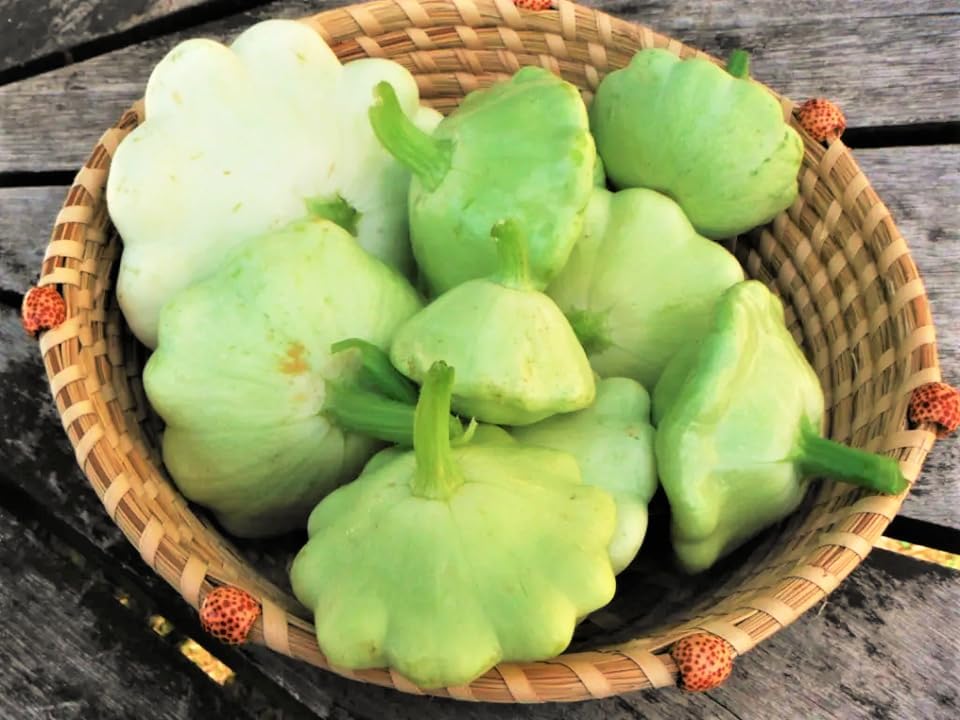 Benning's Green Tint Patty Pan (Bush Scallop Squash) Seeds - 50+ Green Tint, 60+ Yellow, 60+ White - 170+ Count - for 2026 Planting Heirloom Bush Scallop Summer Squash Patisson - Image 4