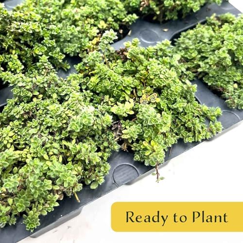 12 Elfin Thyme – Low-Growing, Fragrant Evergreen Groundcover for Borders, Rock Gardens & Containers – (Thymus serpyllum 'Elfin') in 2.5″ Cubes, Live Plants - Image 5
