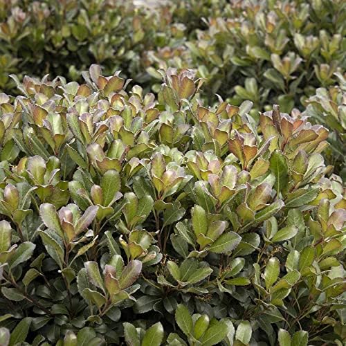 Monrovia Snowcap Indian Hawthorn, Live Evergreen Flowering Shrub, 3 Gallon - Image 4