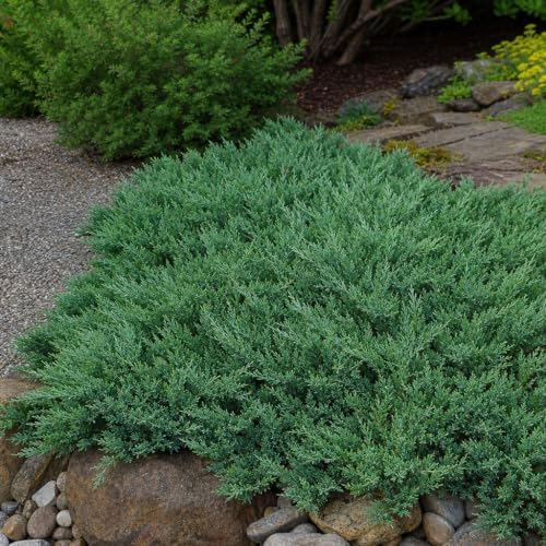 Hughes Juniper | 20 Live Plants | Juniperus Horizontalis | Ground Cover, Drought Tolerant, Evergreen Foliage, Low Maintenance, Landscaping Shrub, Spreading Habit, Cold Hardy, Ornamental - Image 4