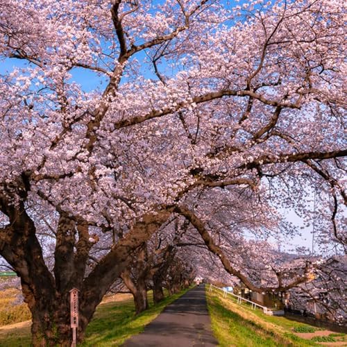 Light Pink Cherry Blossom Tree Live Plant, Ornamental Flowers, 8-12" Tall - Image 7