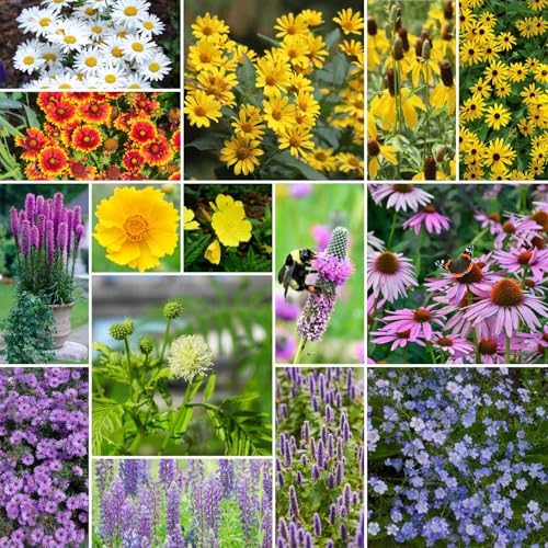 Eden Brothers Midwest All Perennial Wildflower Mixed Seeds, 1/4 lb by EdenBrothers