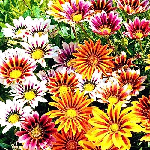 Showy Gazania Flower Mix Perennial 100+ Seeds for Planting Non-GMO Treasure Flower African Daisy - Image 6