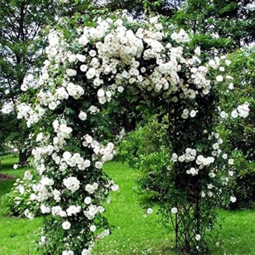 White Climbing Rose Live Plant, Flower, 5-10 Inch Tall - Image 5