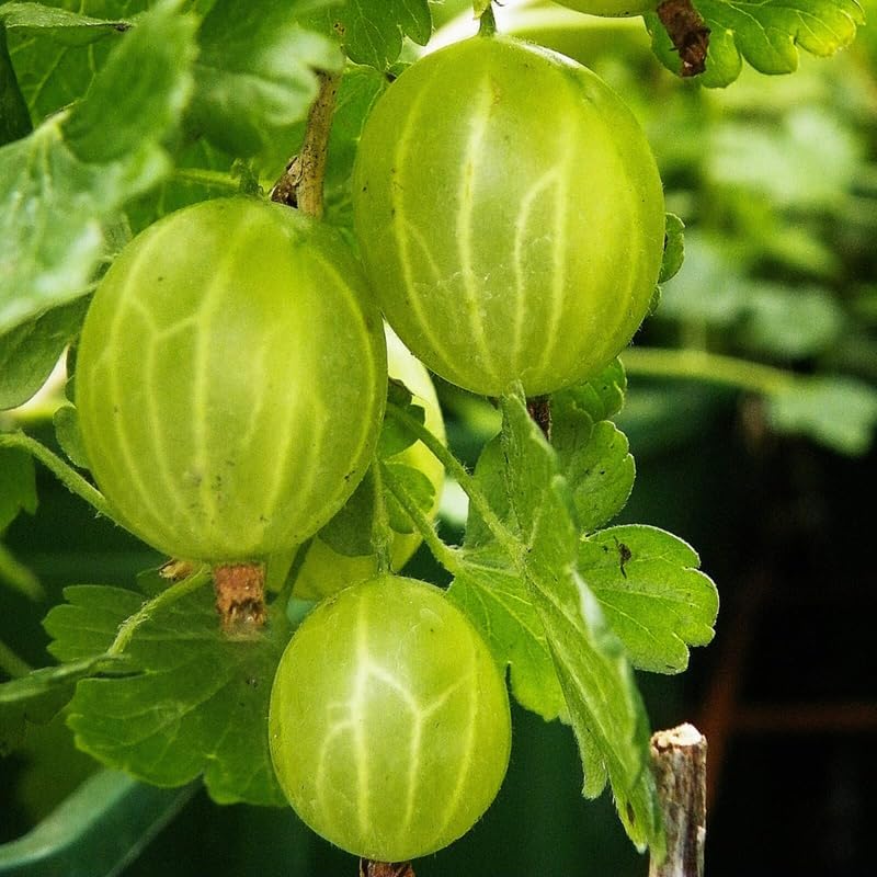 Gooseberry Bush Live Plant, Backyard Berry Shrub, 5-9 Inch Tall - Image 5
