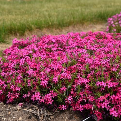 3 Red Creeping Phlox Plants, Perennial Ground Cover 4-6 Inches - Image 2