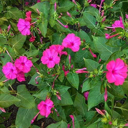 Outsidepride Pink Four O'clock Flower Seeds - 1/4 lb Perennial Fragrant, Trumpet-Shaped Blooms, Deer-Proof & Easy to Grow, for Pollinator & Evening Gardens, Containers, Hedges, or Borders by Outsidepride