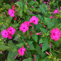 Outsidepride Pink Four O'clock Flower Seeds - 1/4 lb Perennial Fragrant, Trumpet-Shaped Blooms, Deer-Proof & Easy to Grow, for Pollinator & Evening Gardens, Containers, Hedges, or Borders by Outsidepride
