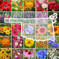 Eden Brothers Oklahoma Wildflower Mixed Seeds for Planting, 1/4 lb by EdenBrothers