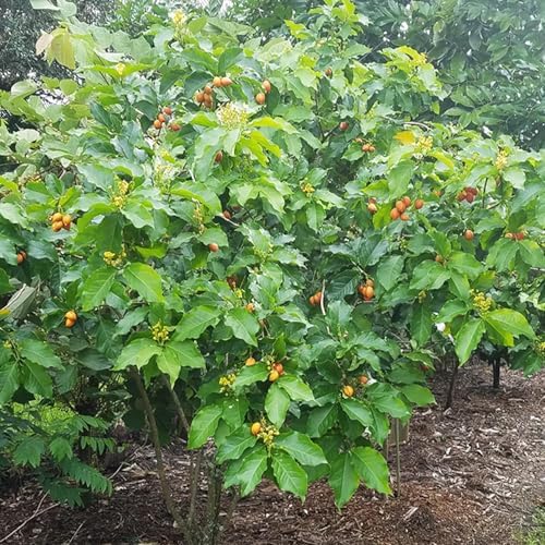 Peanut Butter Tree - Live Plant in a 4 Inch Growers Pot - Bunchosia Argentea - Exotic and Beautiful Fruit Tree for Your Edible Garden - Image 3