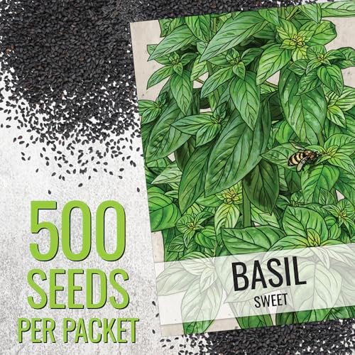 Seed Needs Genovese Sweet Basil Seeds to Plant an Herb Garden - 1 Pack - Image 3