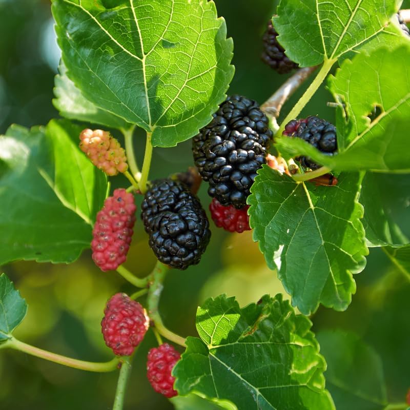 Illinois Everbearing Mulberry Live Plant, 4-8 Inch Tall Hardy Fruit Tree - Image 2