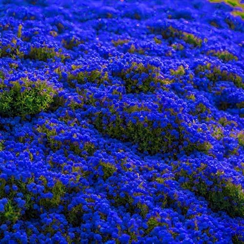 20000+ Creeping Thyme Seeds for Planting Perennial Landscaping Ground Cover Plants Seeds Non-GMO Dwarf Serpyllum Thyme Seeds - Image 2