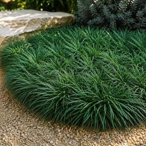 Mondo Grass - 10 Live Plants - Ophiopogon Japonicus - Shade Loving Evergreen Groundcover - Image 4