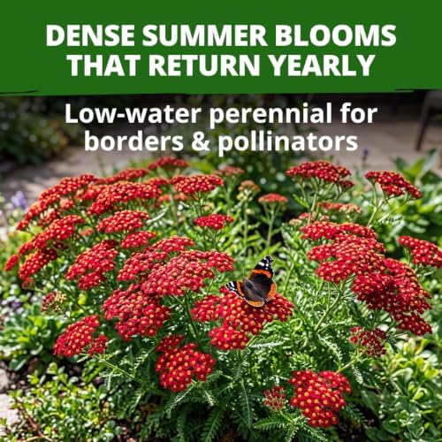 HOME GROWN Red Yarrow Seeds, 2,000 Seeds, Achillea millefolium - Image 2