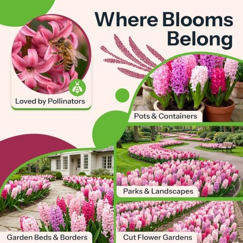 12 Mix Hyacinth Flower Bulbs Cotton Candy Mixture Hyacinthus - Image 6