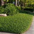 Asiatic Jasmine Minima - 60 Live Plants - Asian Ground Cover Fully Rooted with Soil by FloridaFoliage