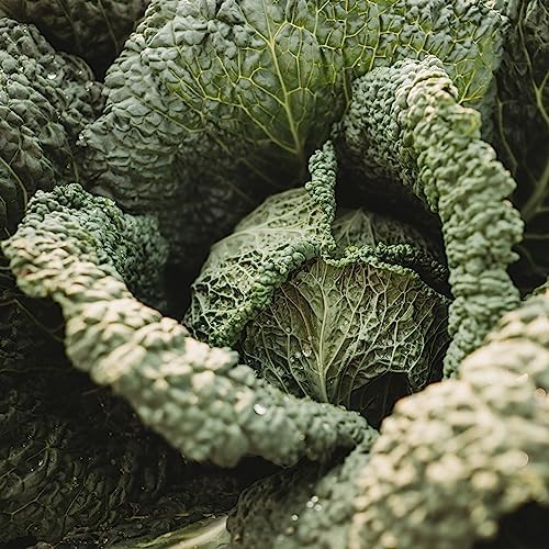 Savoy Perfection Cabbage - 100 Cabbage Seeds for Planting, Thresh Seed Co. - Image 5