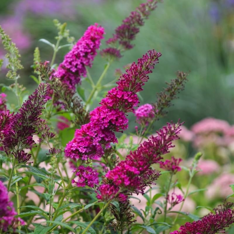2 Raspberry Butterfly Bushes Plants, Perennial Flower Shrub, 4-7'' Tall - Image 3