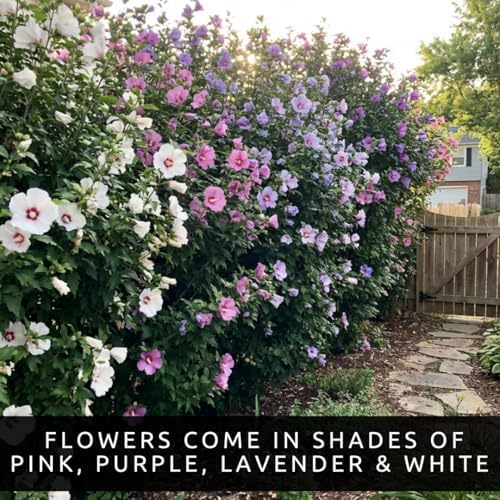 3 Rose of Sharon Plants for Growing – Hibiscus syriacus – Hardy Live Flowering Shrubs – Summer Blooming Landscape Plants for Hedges & Gardens - Image 4