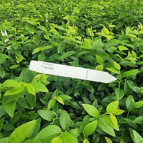 Blueberry Plant Top Hat Live for Sale (4 Pack) | Easy to Grow Plants | Edible Fruit Plant for Sustainable Living | Grow Your own Food on Your Edible Organic Garden | Live for Planting | No Seeds - Image 3
