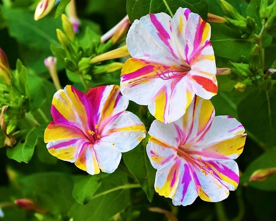 Mixed Four O Clock Seeds - Broken Colors 50 Pcs Mirabilis Jalapa - Image 2